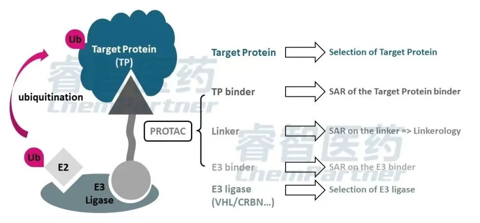 睿智医药：全球独家的E3连接酶复合物助力PROTAC与分子胶药物研发 - 弘元普康