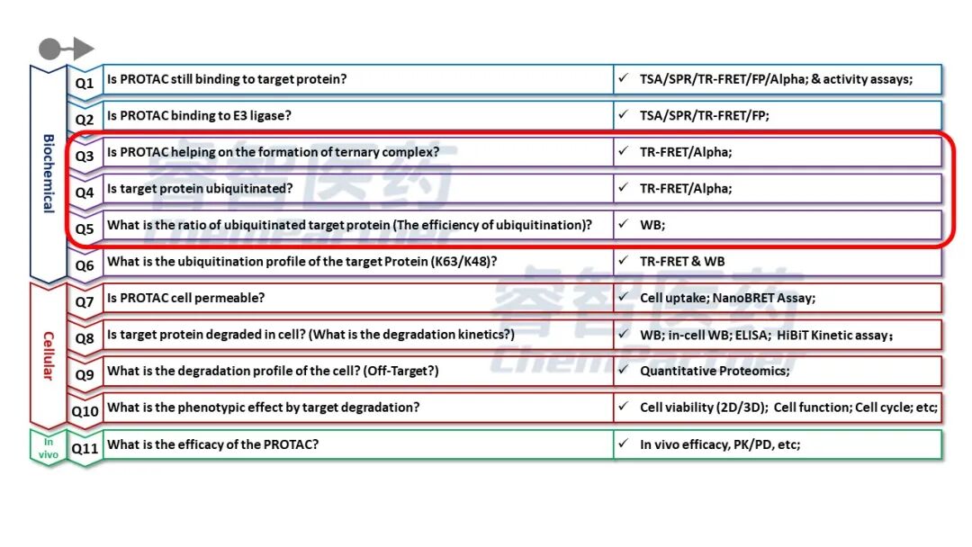 睿智医药：适用于PROTAC的临床前药效评估模型 - 弘元普康